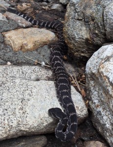 110914-blogpics-1 Snake