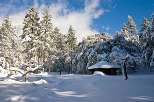Snow Scene