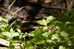 Butterfly at Well Site