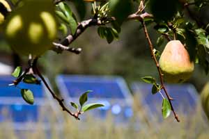 Pears in Orchard