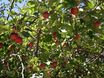 Crab Apples