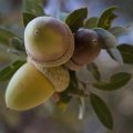 The Triple Acorn